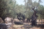 Een rots met olijfbomen op de achtergrond
